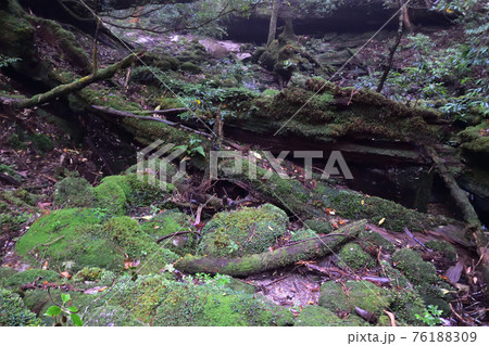 縄文杉コース、屋久島、鹿児島 76188309