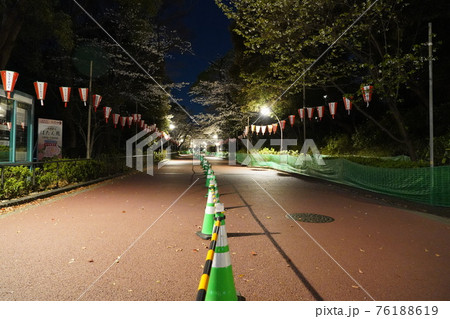 新型コロナウイルスの影響による宴席禁止中で通行規制中の誰もいない上野恩賜公園の桜並木 76188619