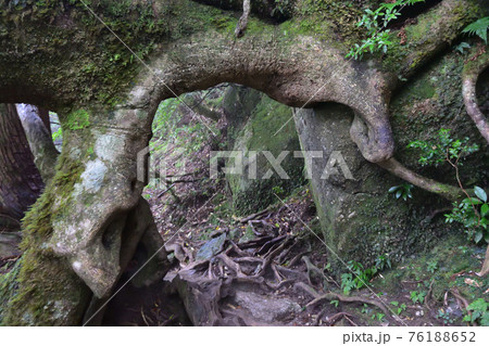縄文杉コース、屋久島、鹿児島 縄文杉コース、屋久島、鹿児島 76188652