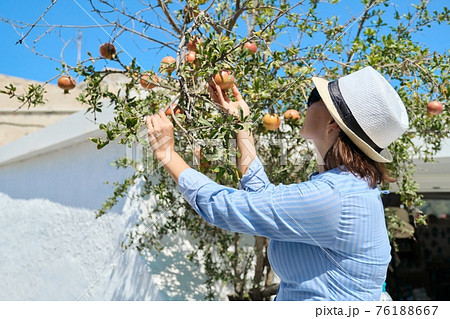 Woman with pomegranate fruits on a tree growing near the house 76188667