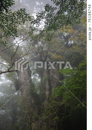 縄文杉、屋久島、鹿児島 縄文杉、屋久島、鹿児島 76188748