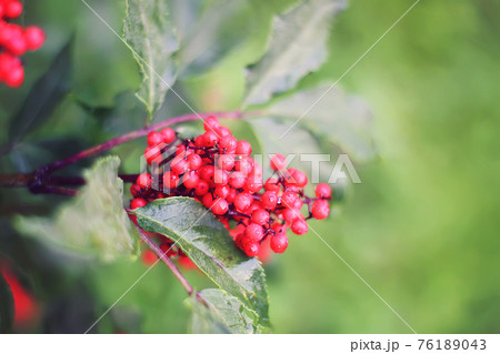 Sambucus racemosa, common red elderberry, red-berried elder berries on the branch in the garden. Sambucus racemosa, common red elderberry, red-berried elder berries on the branch in the garden. 76189043