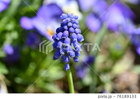 ムスカリ 76189133