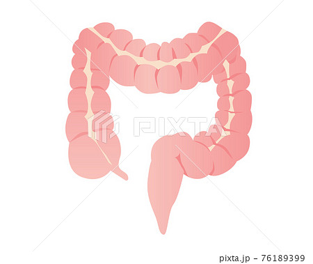 腸のイラストのイラスト素材