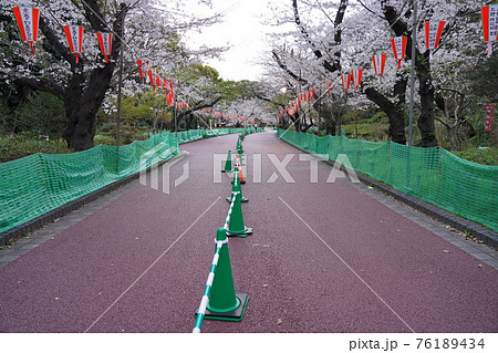 新型コロナウイルスの影響による宴席禁止中で通行規制中の殆ど人がいない上野恩賜公園の桜並木 新型コロナウイルスの影響による宴席禁止中で通行規制中の殆ど人がいない上野恩賜公園の桜並木 76189434