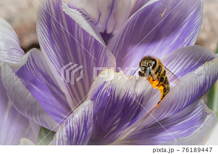 A macro photo of a bee on a purple flower with orange pistil and stamen. Purple blurry background. A macro photo of a bee on a purple flower with orange pistil and stamen. Purple blurry background. 76189447