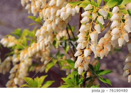 鈴なりに咲く白いアセビ（馬酔木）の花 76190480