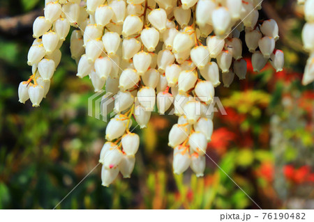 鈴なりに咲く白いアセビ 馬酔木 の花の写真素材