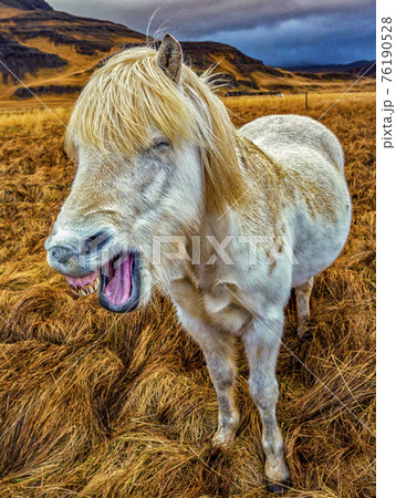 Horse Laugh Icelandic Horse Laugh Icelandic 76190528