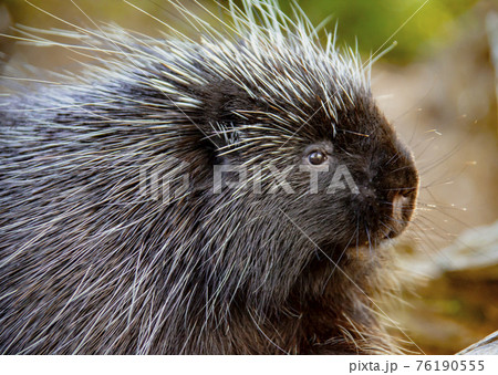 Porcupine Close up 76190555