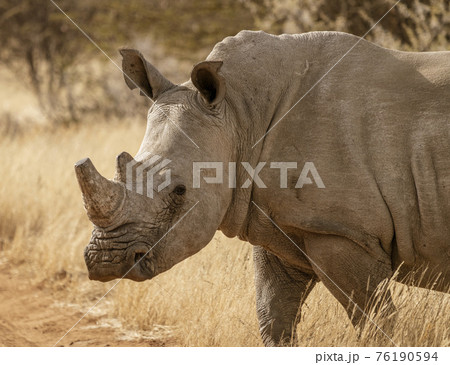 Single white rhinoceros stands on a dirt road 76190594