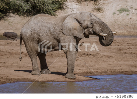 Elephant stands on edge of water while drinking 76190896