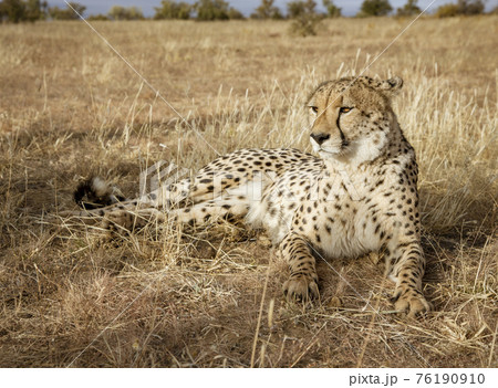 Adult cheetah lies down in dry grass Adult cheetah lies down in dry grass 76190910