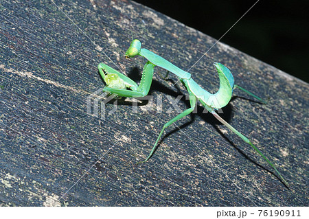 ムネアカハラビロカマキリの幼虫（芋虫を捕食中）の写真素材 [76190911] - PIXTA