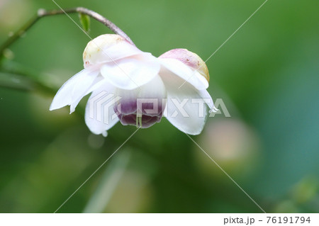 レンゲショウマの花の写真素材