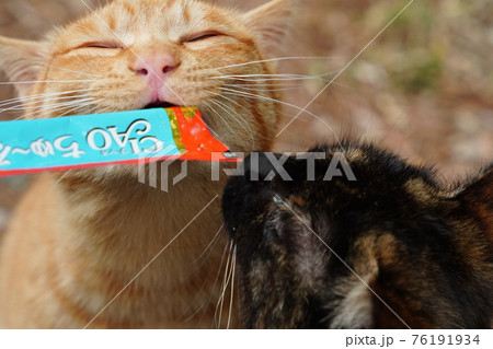 親離れした野良猫の子猫兄弟は三匹仲良くご飯を食べる 76191934