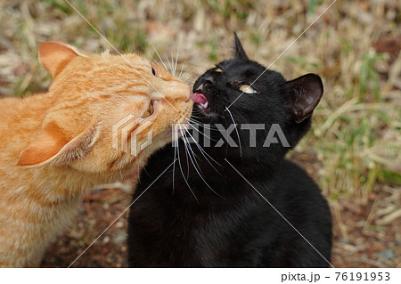 親離れした野良猫の子猫兄弟は三匹仲良くご飯を食べるの写真素材