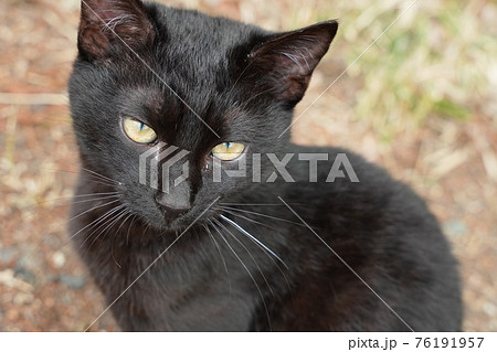 親離れした野良猫の子猫兄弟は三匹仲良くご飯を食べるの写真素材