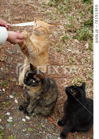 親離れした野良猫の子猫兄弟は三匹仲良くご飯を食べる 親離れした野良猫の子猫兄弟は三匹仲良くご飯を食べる 76191969