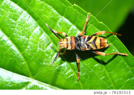 トラカミキリ 76192313