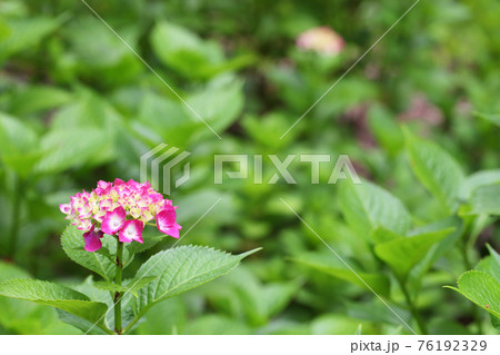 スタイン・アジサイの花 スタイン・アジサイの花 76192329