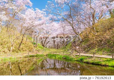 天下第一の桜　高遠城址公園のタカトオコヒガンザクラと青空　【長野県】 76192613