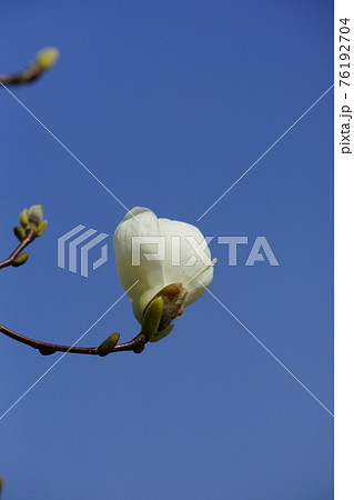 白木蓮の花 白木蓮の花 76192704