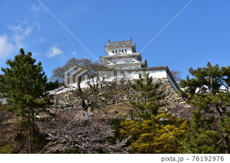 日本の兵庫県の姫路市　世界遺産で国宝でもある姫路城　春の桜と青空と立派な天守閣 76192976