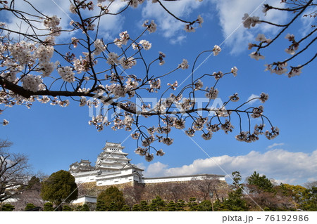日本の兵庫県の姫路市 世界遺産で国宝でもある姫路城 春の桜と青空と立派な天守閣 日本の兵庫県の姫路市 世界遺産で国宝でもある姫路城 春の桜と青空と立派な天守閣 76192986