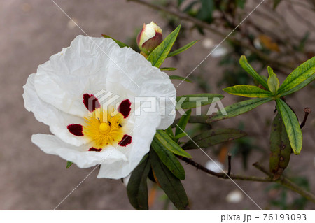 Cistus ladanifer brown-eyed flower and leaves 76193093
