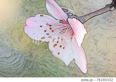 朝日を浴びて幻想的に浮かび上がり生き生きとしているピンク色の花「アーモンド」色鉛筆画風 76193332