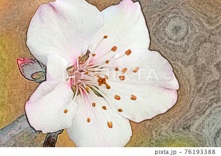 開花して生き生きとしているピンク色の花 アーモンド 色鉛筆画風のイラスト素材