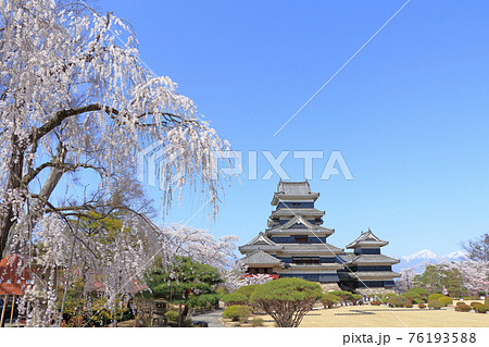桜咲く春の国宝松本城 桜咲く春の国宝松本城 76193588