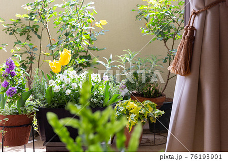 ベランダで咲く寄せ植えコンテナや鉢植えの花 76193901