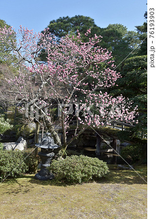 京都御所 御内庭 京都市 京都御所 御内庭 京都市 76193903