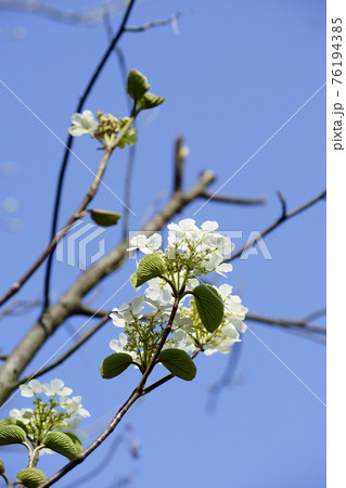 大亀の木の花 76194385