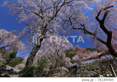 日蓮宗総本山身延山久遠寺 北之坊のしだれ桜 日蓮宗総本山身延山久遠寺 北之坊のしだれ桜 76194405