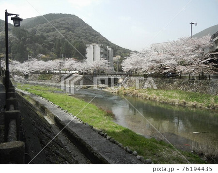 日本の川景色:山口県長門市湯本温泉と錦鯉が泳ぐ川水の透き通った深川川上流の音信(おとずれ)川 日本の川景色:山口県長門市湯本温泉と錦鯉が泳ぐ川水の透き通った深川川上流の音信(おとずれ)川 76194435
