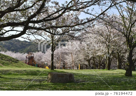 防府市向島公園の遊具と桜 76194472