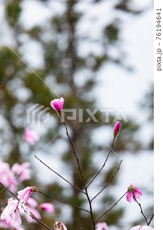 国指定天然記念物　シデコブシの花　三重県菰野町田光のシデコブシ及び湿地植物群落にて 76194641
