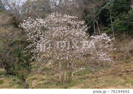 国指定天然記念物 シデコブシの花 三重県菰野町田光のシデコブシ及び湿地植物群落にて 国指定天然記念物 シデコブシの花 三重県菰野町田光のシデコブシ及び湿地植物群落にて 76194692
