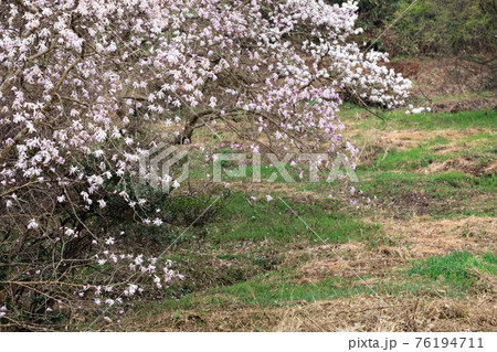 国指定天然記念物　シデコブシの花　三重県菰野町田光のシデコブシ及び湿地植物群落にて 76194711