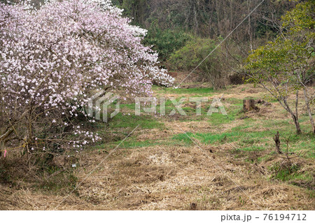 国指定天然記念物　シデコブシの花　三重県菰野町田光のシデコブシ及び湿地植物群落にて 76194712