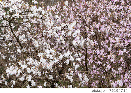 国指定天然記念物　シデコブシの花　三重県菰野町田光のシデコブシ及び湿地植物群落にて 76194714