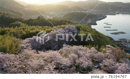 朝日を浴びる正福寺山公園の桜を空撮 76194767