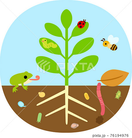 植物と虫や微生物のイラスト素材