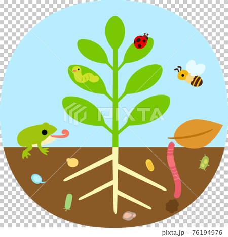 Plants and insects and microorganisms 76194976