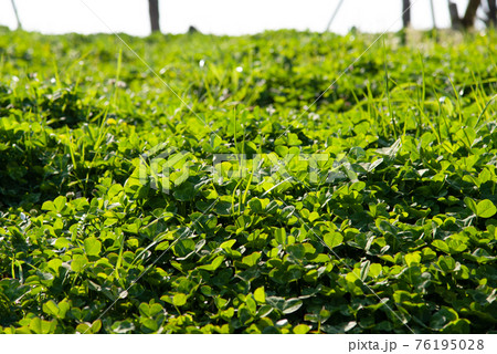 一面のクローバーの野原 76195028