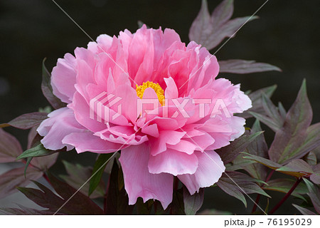 ピンク色の大輪の牡丹の花 76195029