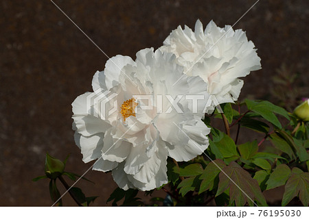 白く美しい牡丹の花 白く美しい牡丹の花 76195030
